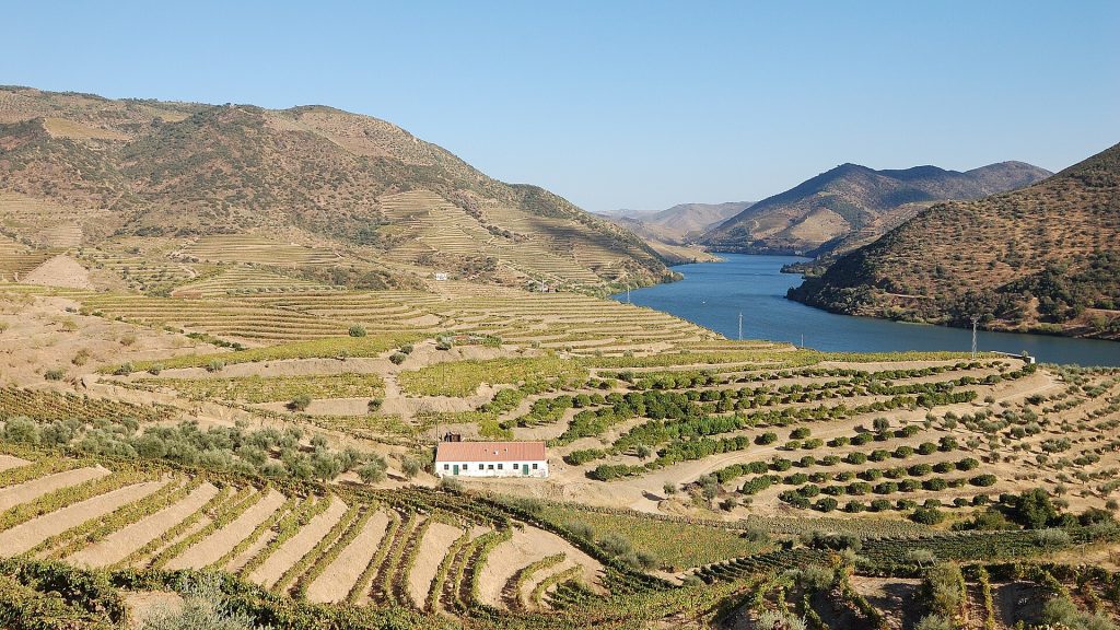 Dégustation de vin de Porto : vignobles en terrasses de la vallée du Douro